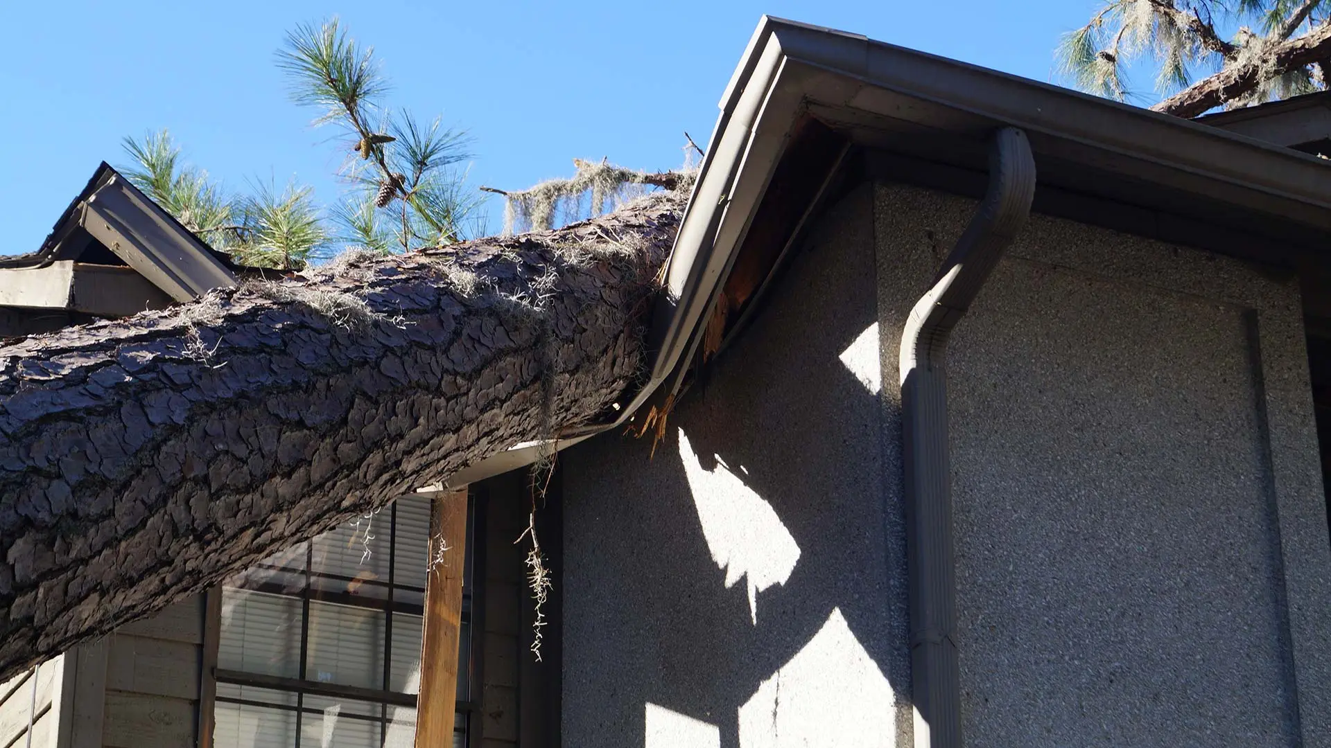 What to Do if a Tree Falls on Your Central Florida Roof