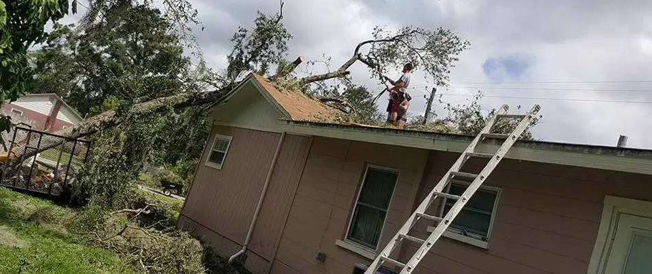 Tree through a damaged roof after a storm in Plant City, FL.